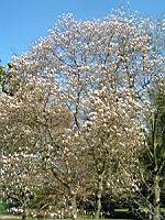 Magnolia Soulangeana (Photo F. Mrugala) (1)